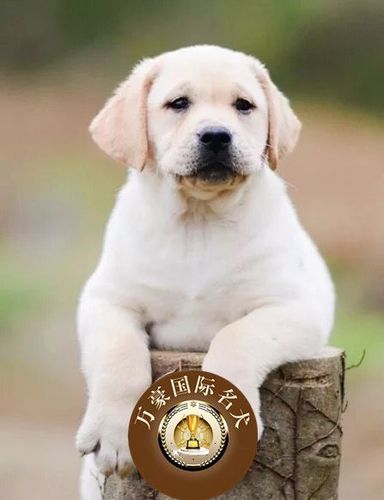 北京狗场出售纯种白色拉布拉多幼犬 宠物狗活体 北京及周边可送货