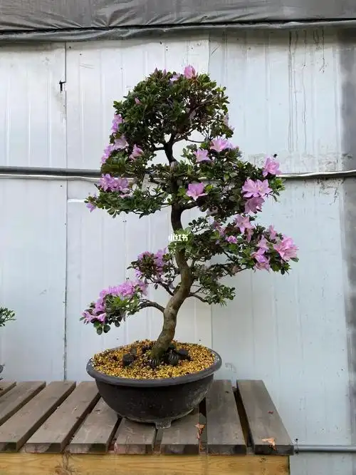 日本皋月杜鹃薰凤