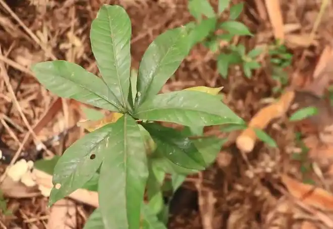 对于这些在农村里所生长的野生植物,有的那就是就会结出果实的,这些