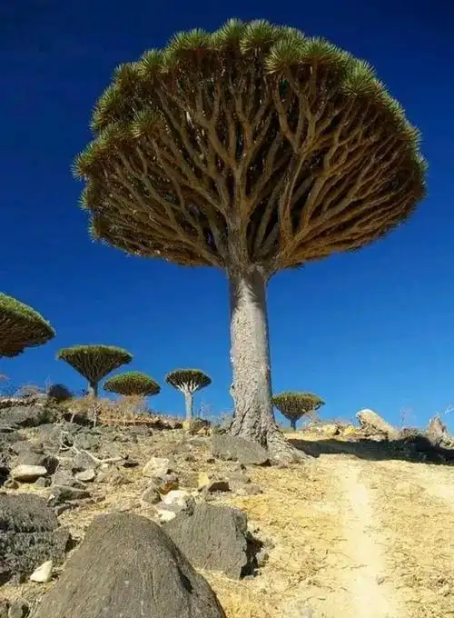 世界十大最年长树种排行