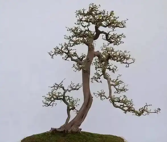 独立大树型盆景造型技法(图解)