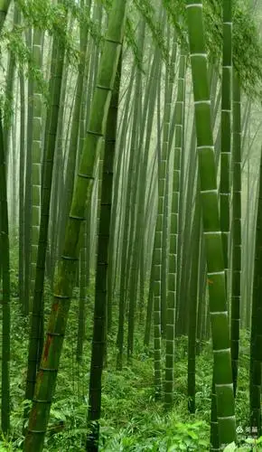 君子之风一一翠竹[原创] - 美篇