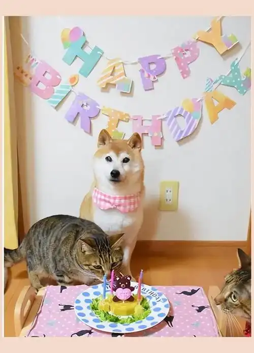 网红狗狗doge辞世!表情包风靡十载,一代人记忆里程碑