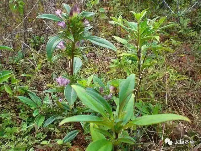 龙胆,见过吗?苦如胆汁,性大寒,专清肝胆一切之邪火