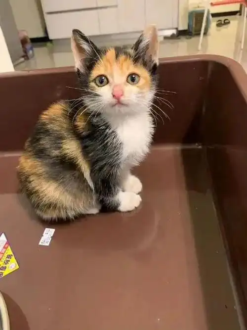 小时候萌萌的三花猫,满眼都是爱的的样子,可长大后.