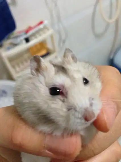 我家仓鼠眼睛充血.眼睛周围有血迹.要怎么办.急!