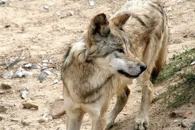 p>阿拉斯加内陆狼是体型很大的狼亚种,从鼻尖到 a href="#" data