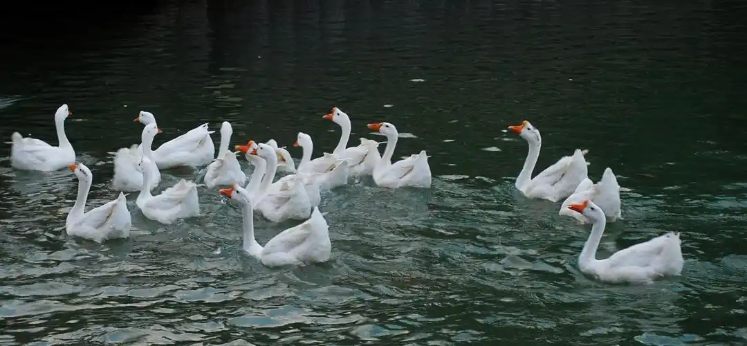 一池秋水一群鹅 - 美篇