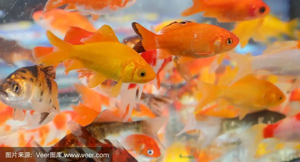 水族馆里的一群金鱼
