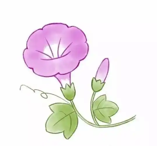 牵牛花简笔画 牵牛花简笔画彩色藤蔓