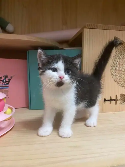 英短黑白奶牛弟弟找家长