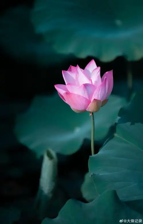 荷花##摄影##随手拍##武汉