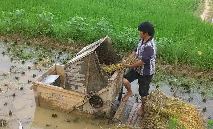 老式脚踩打谷机小吴记得以前没有打谷机的时候,是用拌桶来打的,那样