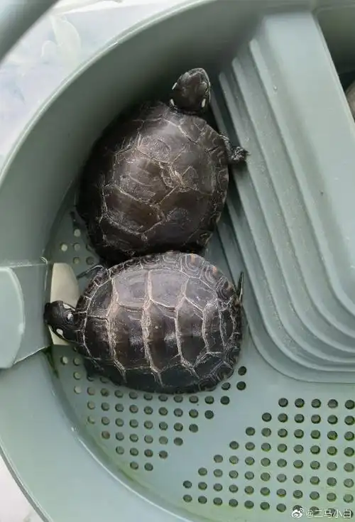 养了两只东锦龟,一公一母,都有自己的名字. 来自二马小白 - 微博