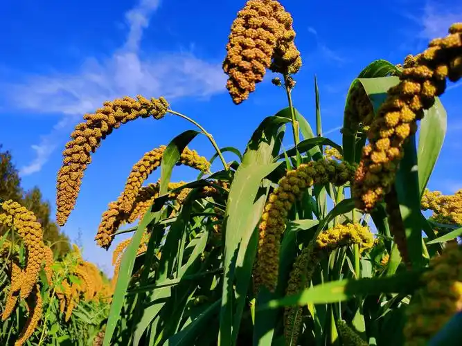 饱满的谷穗代表丰收,原创拍摄_高清图集_新浪网