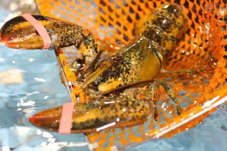 全福州最低价超巨型波龙三吃整头只要77元老板家里怕是有矿