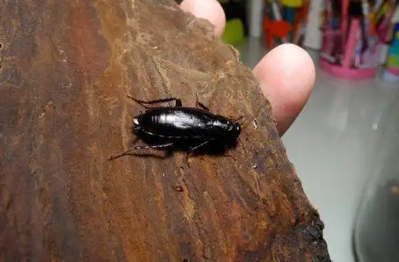 什么是日本大蠊