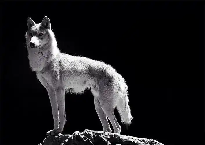 谁有这张狼王的扫描图高清图谢谢