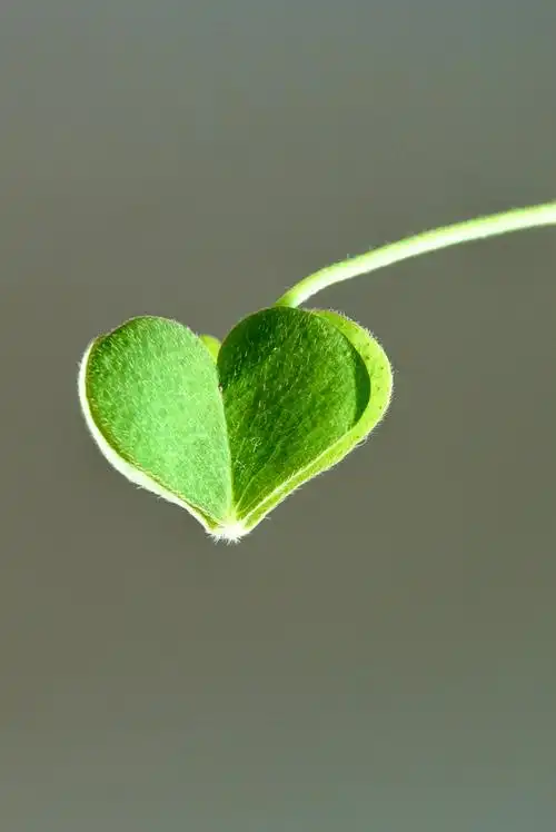 这颗绿心,是酢浆草的三叶形叶子在炙热的阳光直射下自然收拢形成的,很