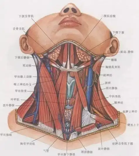 颈部有哪些肌肉,血管和神经?