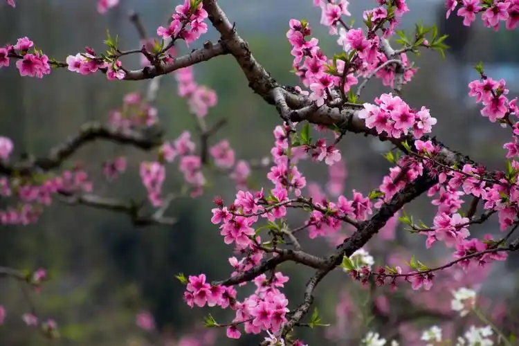 江南三月桃花红