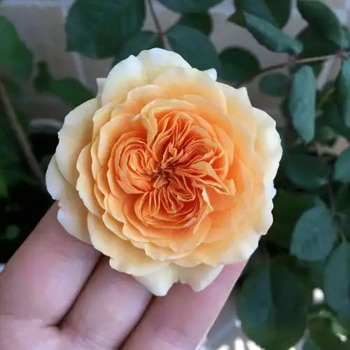 ="gnwqyzar9p">玛格丽特王妃,是"英国austin培育"1990选育的月季品种