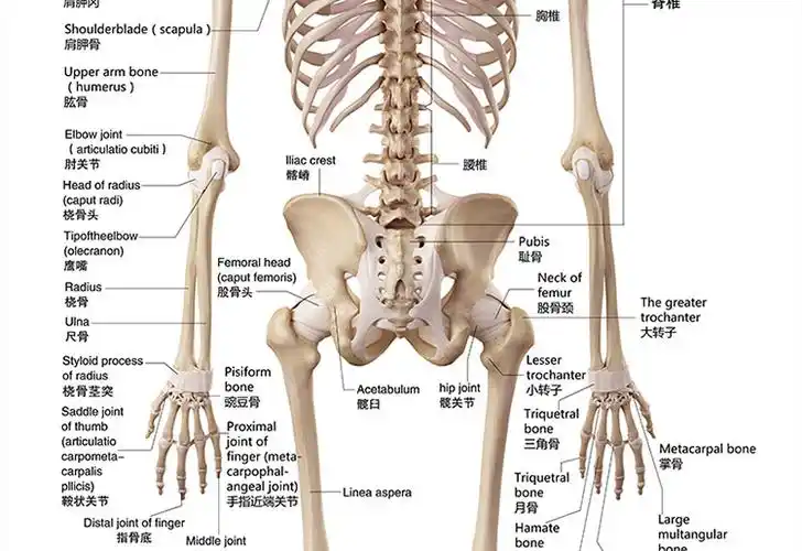标准人体骨骼图大挂图片全身高清人体骨骼结构图解剖图全身海报