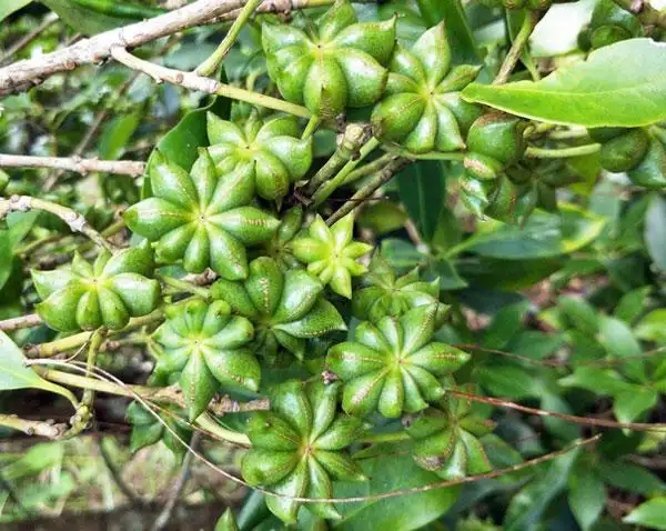 八角的形态特征