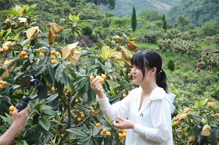 瑞昌新鲜枇杷采摘正当时