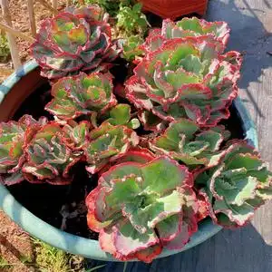 多肉植物基地老桩群生精品一物一拍舞会红裙大包菜两年老桩0人付款11