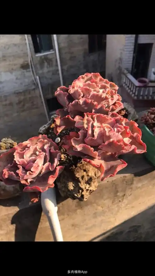 家有鲜肉 舞会红裙