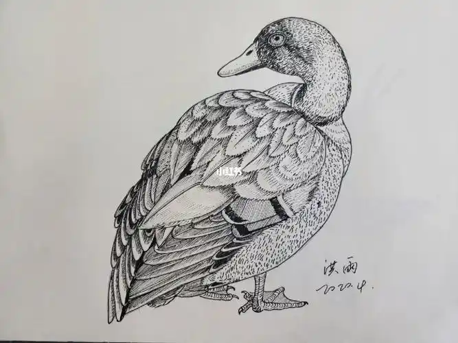 鸟 #创意线描 #教程 #速写#线描 #黑白线描 #速写人间万象