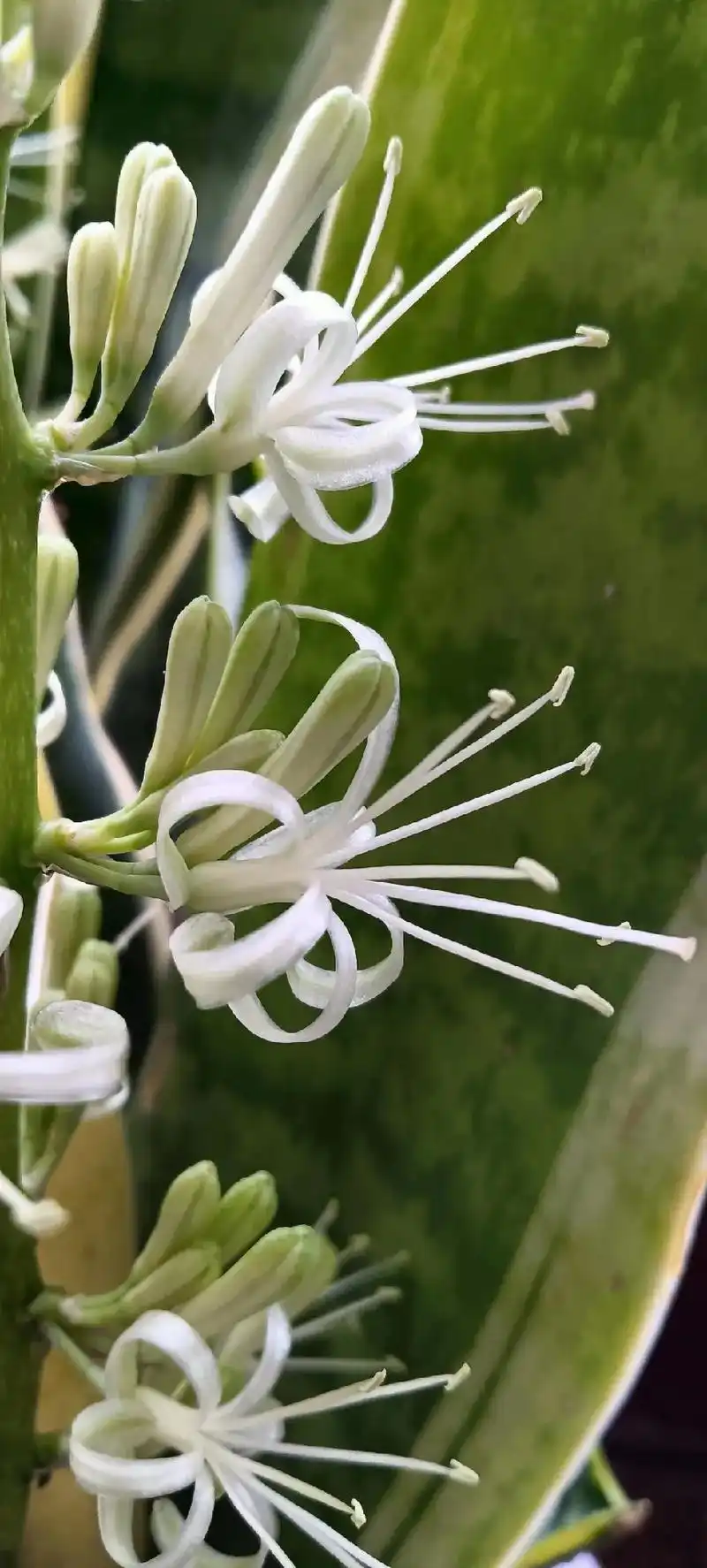 虎皮兰:又名虎尾兰,为天门冬科,虎尾兰属多年生常绿草本植物, - 抖音