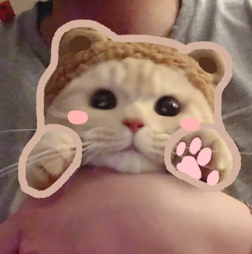 可爱头像/萌宠头像/猫猫头像橘猫沙莉 头像一波