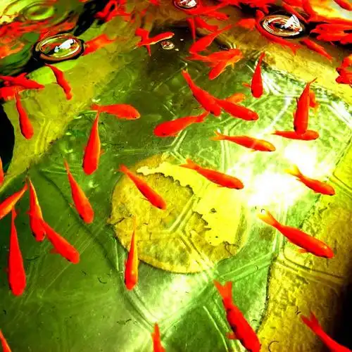 游泳,无人,方图,水下,日本,一群,许多,丰富,金鱼,鱼群,很多,鱼类,摄影