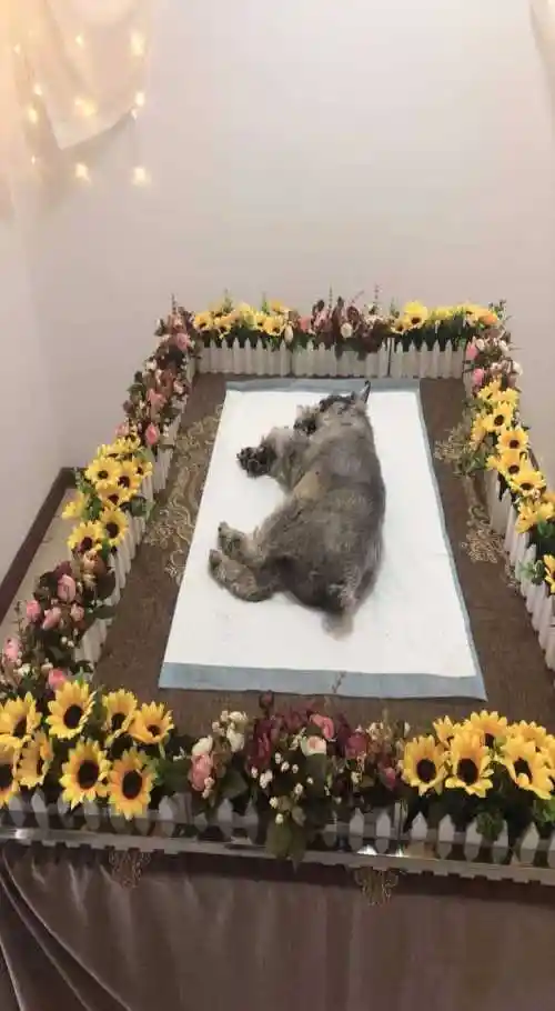 良好宠物殡葬哪家专业