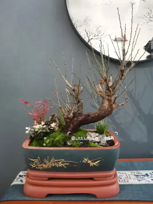 原生苔藓就很自然红梅老桩盆景