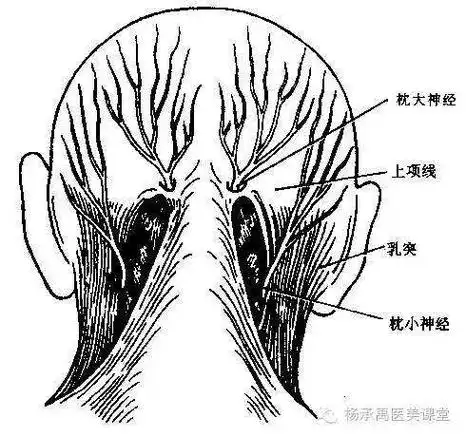 枕小神经正确位置图,枕大神经正确位置图-图片大观-奇异网