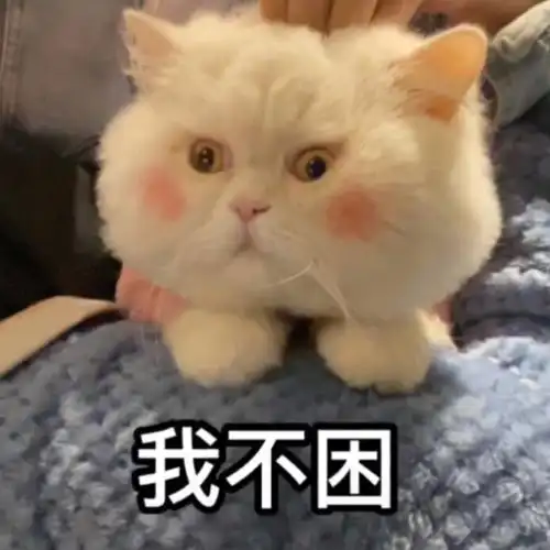 抖音球球是只猫
