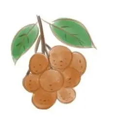 好看的龙眼简笔画教程步骤图片大全带颜色