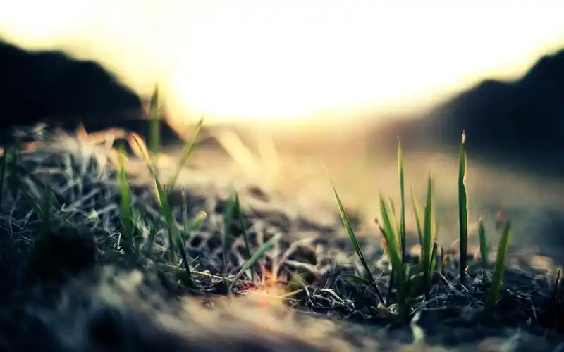 草丛,明媚,阳光,寂寞,安静,阳光正好草丛壁纸图片
