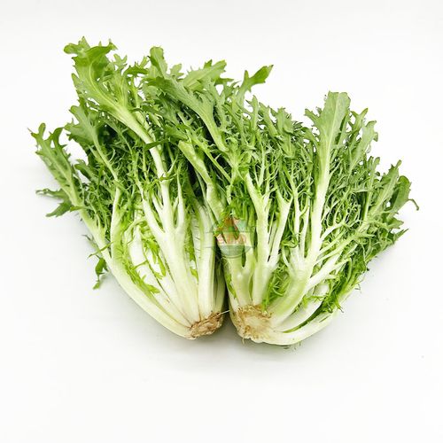 新鲜蔬菜即食青绿狗牙九芽菊苣生菜西餐轻食其它