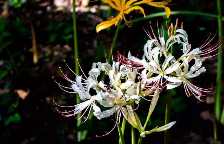 白色的彼岸花称曼陀罗华