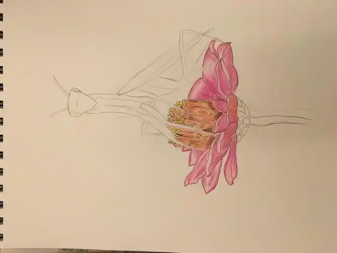 【彩铅】零基础自学006-螳螂 - 简书