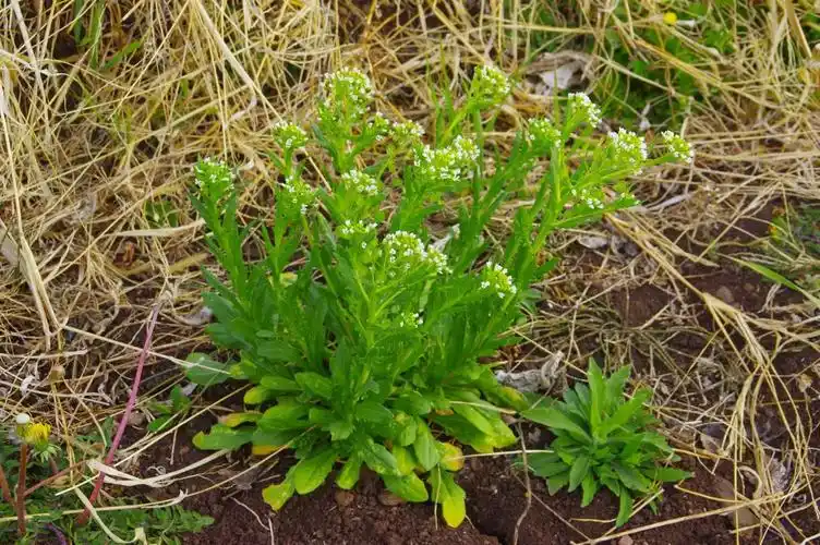 山野寻奇——菥蓂