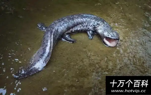 锯齿螈是什么动物史前最大的两栖动物长9米重3吨