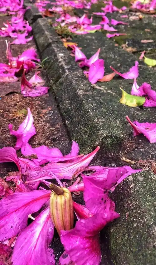 美翻了珠海下紫色花雨惊艳了全国人民的朋友圈