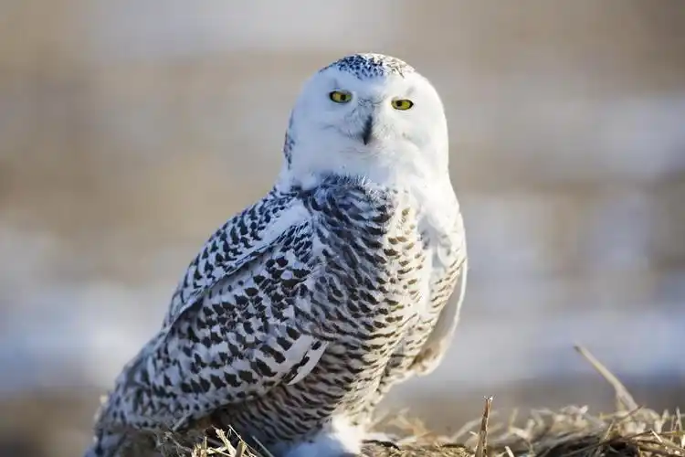 "北极精灵"雪鸮,高清图片,动物-回车图片