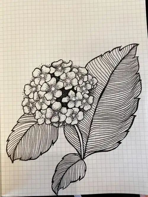 植物线绘练习绣球花