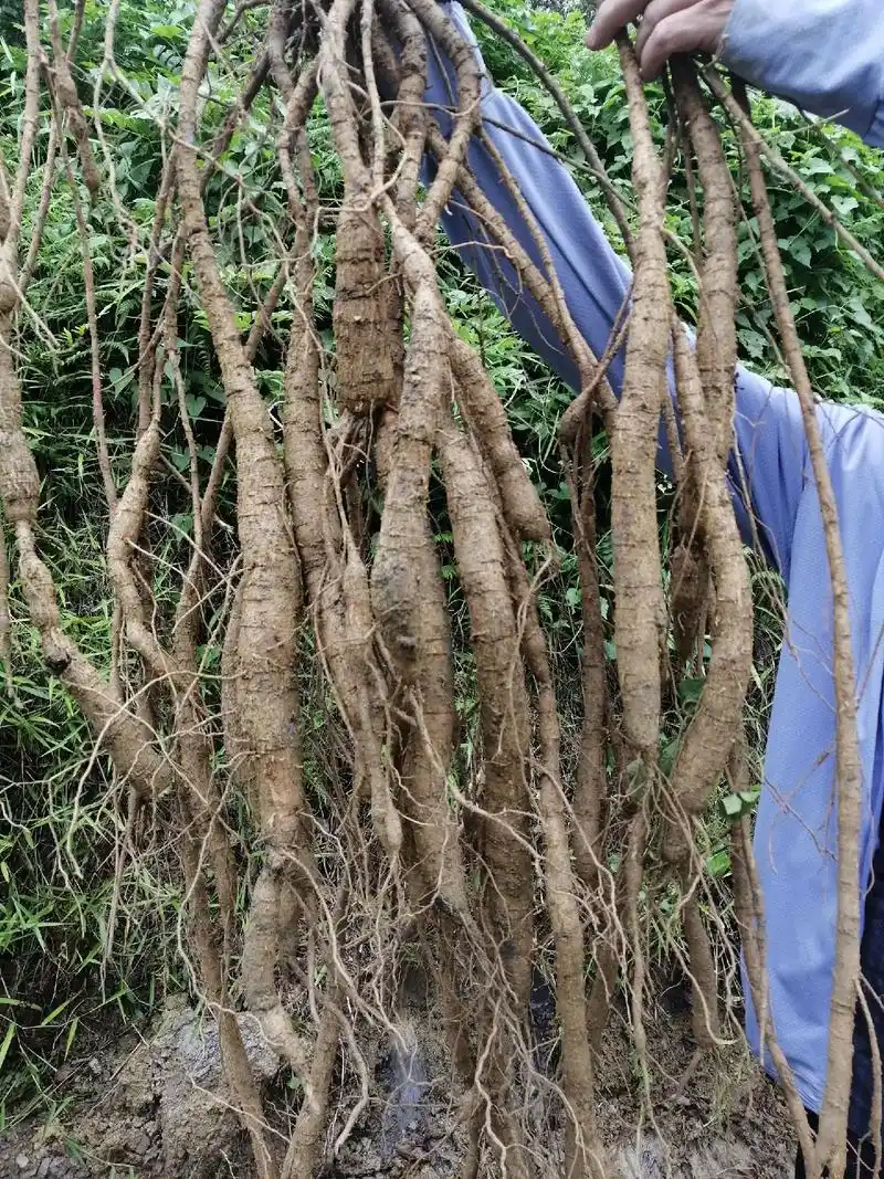 牛大力正在开挖!生长周期足足九年(相当于野生 - 抖音